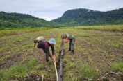 Peran Babinsa Dalam Ketahanan Pangan, Serda Zainal Amri Bersama Petani Rawat Tanaman Jagung