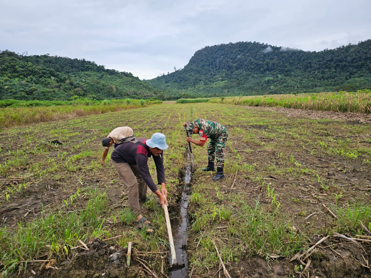 Peran Babinsa Dalam Ketahanan Pangan, Serda Zainal Amri Bersama Petani Rawat Tanaman Jagung