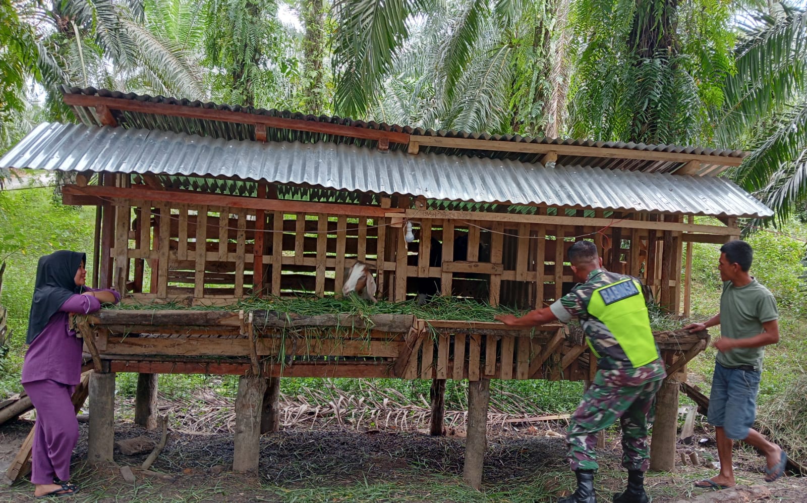 Babinsa Koramil 0118-04/Sultan Daulat Dorong Potensi Peternakan Kambing di Desa Lae Simolap Melalui Komsos