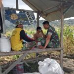 Babinsa Koramil 13/Kluet Timur Dampingi Petani Jagung, Upaya Tingkatkan Produktivitas Pertanian di Wilayah Desa Binaan