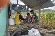 Babinsa Koramil 13/Kluet Timur Dampingi Petani Jagung, Upaya Tingkatkan Produktivitas Pertanian di Wilayah Desa Binaan