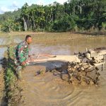 Dukung Ketahanan Pangan, Babinsa Kodim 0107/Aceh Selatan Turun ke Sawah Bantu Petani