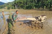 Dukung Ketahanan Pangan, Babinsa Kodim 0107/Aceh Selatan Turun ke Sawah Bantu Petani
