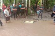 Sesosok Mayat Wanita ditemukan Terdampar Di Sungai Jabi Jabi Sultan Daulat Kota Subulussalam