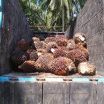 Setelah Lebih 20 Tahun Sengketa Lahan Dengan PT ASN, Masyarakat Seuneubok Pusaka Trumon Timur Melakukan Panen Sawit