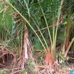 Rumbia di Aceh Barat tak lagi Berbuah