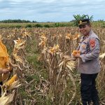 Polsek Runding Laksanakan Panen Jagung Perdana Dukung Ketahanan Pangan