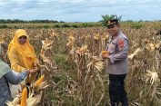 Polsek Runding Laksanakan Panen Jagung Perdana Dukung Ketahanan Pangan