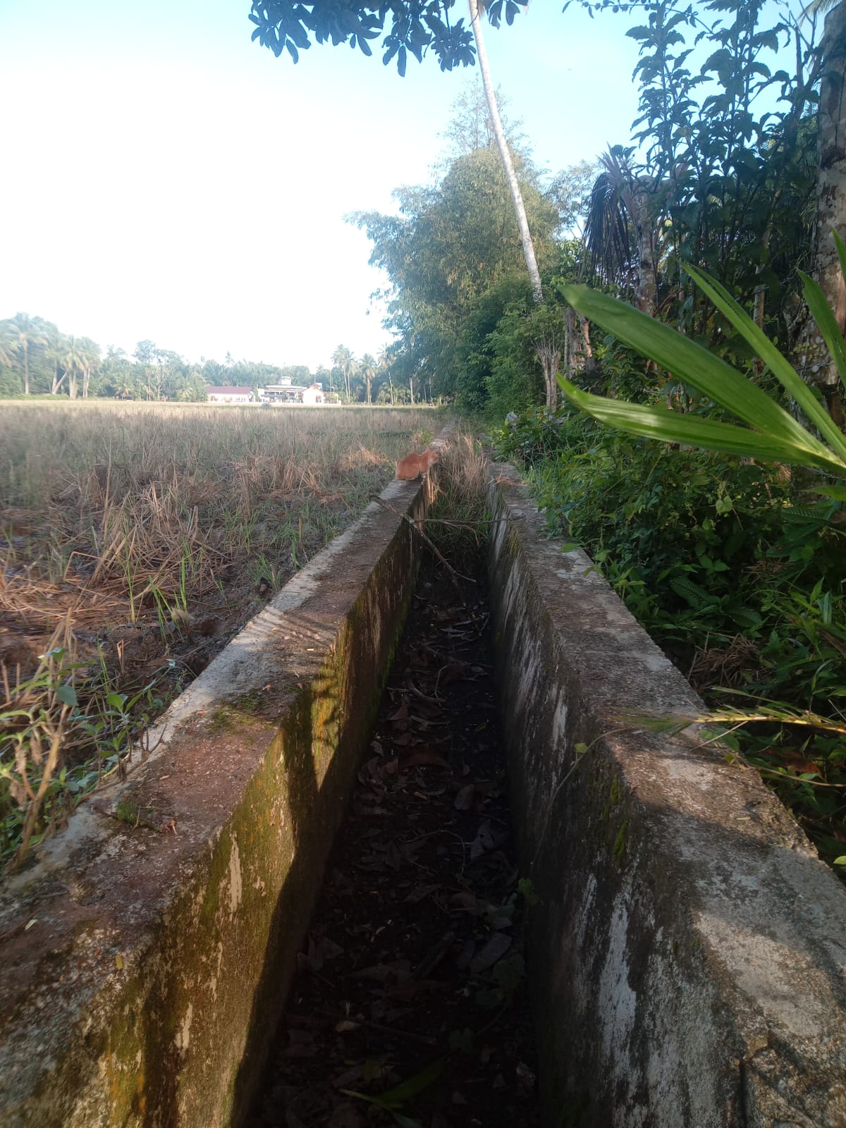 Saluran Irigasi persawahan di Gampong Ladang Kec. Samatiga Aceh Barat Tidak berfungsi