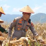 Polres Aceh Selatan Kembali Melakukan Panen Raya Jagung Dukung Ketahanan Pangan Nasional