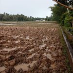 Areal persawahan Blang Seumasang Sedang Dilakukan Pembajakan Sawah dengan Hand Traktor