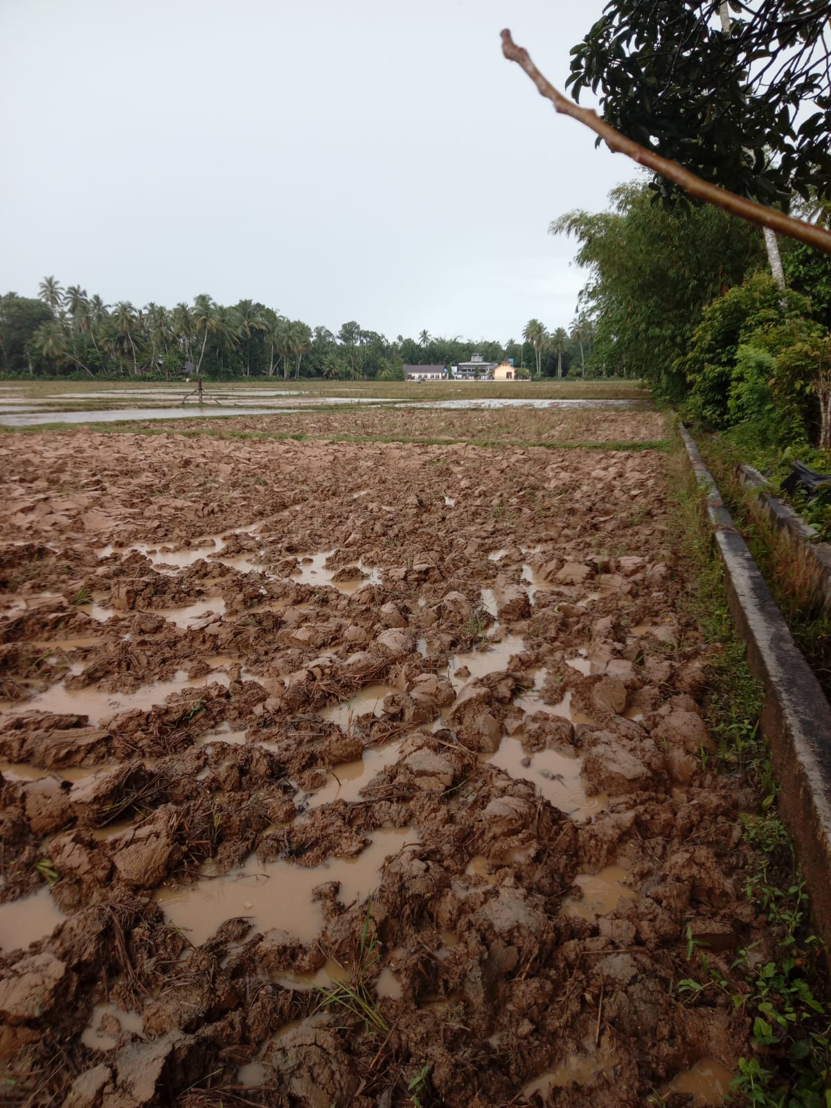 Areal persawahan Blang Seumasang Sedang Dilakukan Pembajakan Sawah dengan Hand Traktor