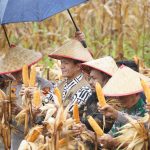 Wujudkan Ketahanan Pangan, Bupati Aceh Selatan Panen Jagung di Trumon Tengah