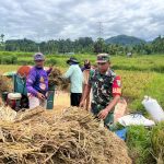 ‎Babinsa 02/Lateng Dampingi Petani Panen Padi di Wilayahnya, Dorong Produktivitas Pertanian Lokal‎