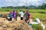 ‎Babinsa 02/Lateng Dampingi Petani Panen Padi di Wilayahnya, Dorong Produktivitas Pertanian Lokal‎