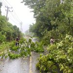 Personel Polres Aceh Selatan Tanggap, Dua Lokasi Pohon Tumbang di Aceh Selatan Cepat Ditangani