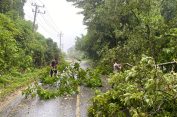 Personel Polres Aceh Selatan Tanggap, Dua Lokasi Pohon Tumbang di Aceh Selatan Cepat Ditangani