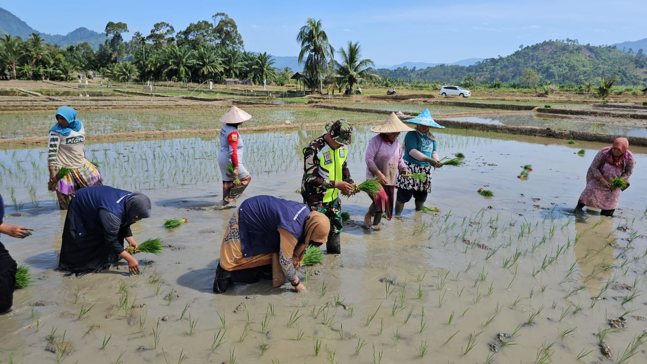 ‎Babinsa Koramil 13/Kluet Timur Hadir di Tengah Warga, Bantu Petani Tanam Padi di Sawah