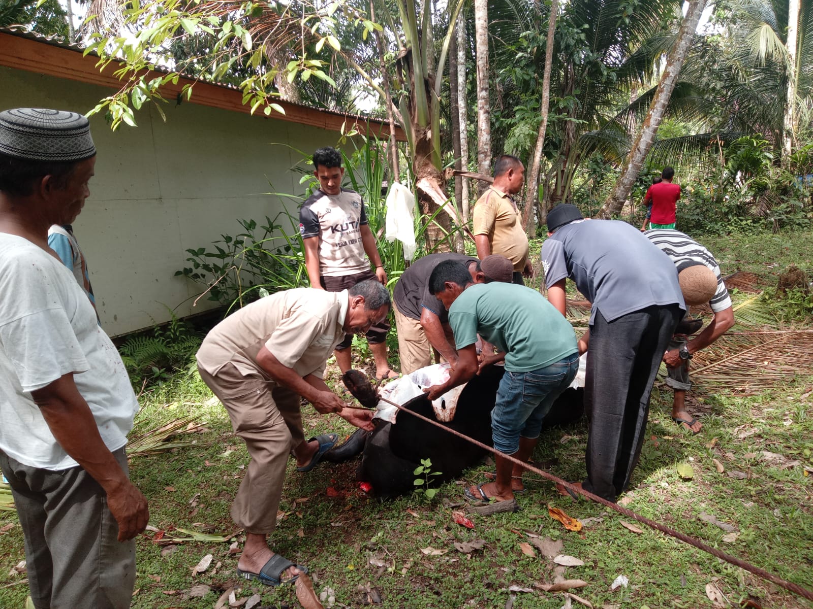 Masyarakat Gampong Ladang Kecamatan Samatiga Aceh Barat Laksanakan Penyembelihan Hewan Qurban Bantuan dari PT Mifa