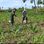 Wujud Nyata Dukungan Ketahanan Pangan, Babinsa Dampingi Petani di Lahan Jagung