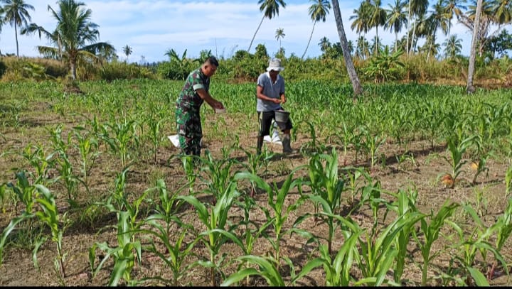 Wujud Nyata Dukungan Ketahanan Pangan, Babinsa Dampingi Petani di Lahan Jagung