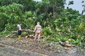 Polsek Trumon Timur Tanggap Atasi Pohon Tumbang, Lalu Lintas Kembali Lancar