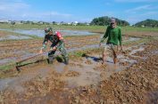 Wujudkan Kemandirian Pangan, Babinsa Koramil 02/Labuhanhaji Turun langsumv lakukan Pendampingan dan Bantu Petani olah lahan