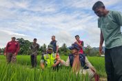 Babinsa Koramil 13/Kluet Timur Bersama PPL Turun ke Sawah Laksanakan Pendampingan dan Pemantauan Pertumbuhan Padi