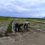 Babinsa Koramil 14/Pasie Raja Bantu Petani Tanam Padi, Dorong Percepatan Masa Tanam