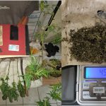 Satresnarkoba Polres Aceh Selatan Tangkap Petani Miliki Ganja di Kluet Utara