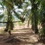 Kabel STR PLN Melintang Rendah Di Perkebunan Warga Gampong Malaka Kluet Tengah