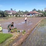 Permudah Pekerjaan Petani, Babinsa Koramil 03/Meukek Turun ke Sawah Dampingi dan Bantu Warga