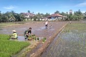Permudah Pekerjaan Petani, Babinsa Koramil 03/Meukek Turun ke Sawah Dampingi dan Bantu Warga