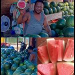 Buah Semangka Hasil Budidaya Petani Kota Subulussalam, Lebih Tahan Lama, Serta Rasa Yang Memuaskan.