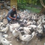 Semangat Gampong Bertahan Lewat Bebek dan Lele, Cerita dari Lhok Bengkuang Timur Tapaktuan