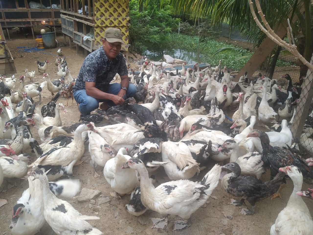 Semangat Gampong Bertahan Lewat Bebek dan Lele, Cerita dari Lhok Bengkuang Timur Tapaktuan
