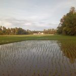 Areal persawahan Blang Seumasang Aceh Barat Selesai ditanami Padi secara serentak.