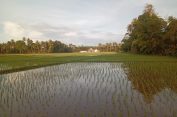Areal persawahan Blang Seumasang Aceh Barat Selesai ditanami Padi secara serentak.