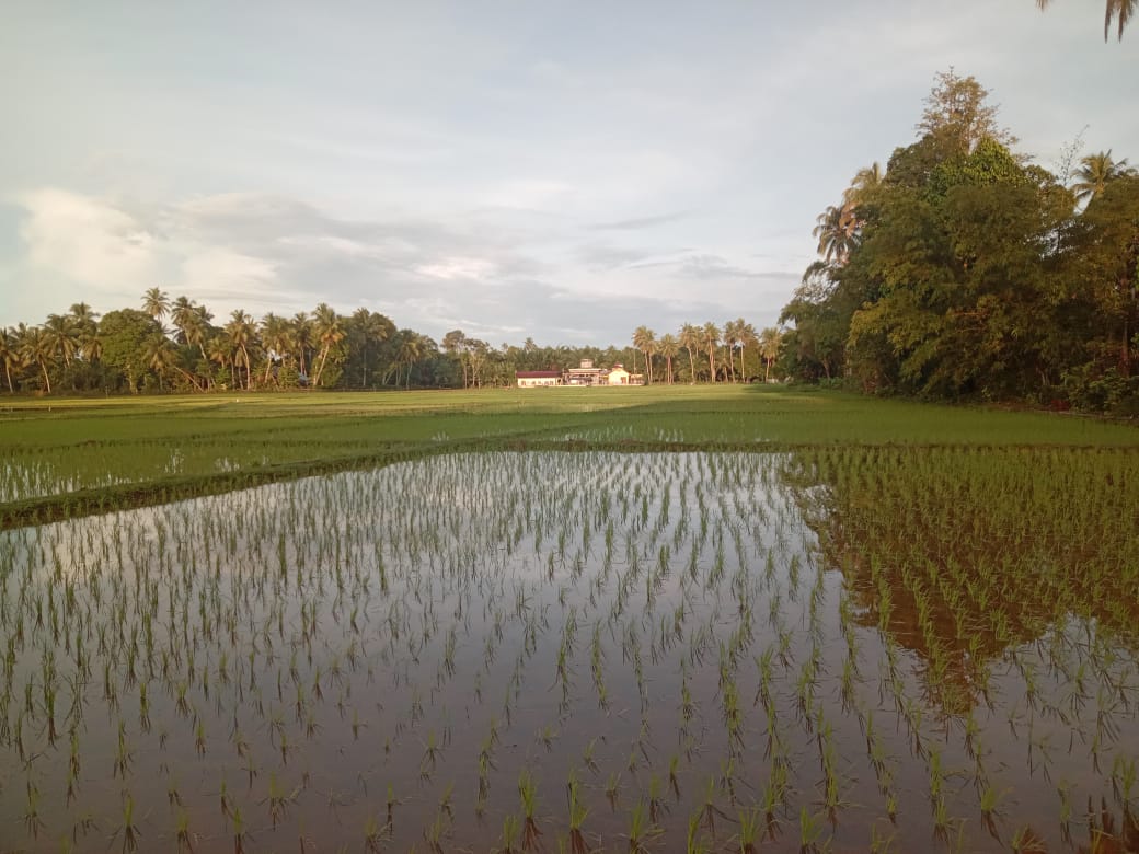 Areal persawahan Blang Seumasang Aceh Barat Selesai ditanami Padi secara serentak.