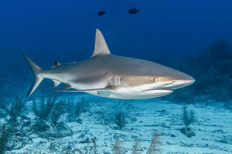 Awas.. 7 Jenis Ikan ini Mengandung Merkuri Tinggi, Sering Dimakan Tanpa Disadari!