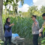 Kapolres Pidie Cek Perkembangan Lahan Jagung Binaan di Keumala