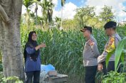 Kapolres Pidie Cek Perkembangan Lahan Jagung Binaan di Keumala