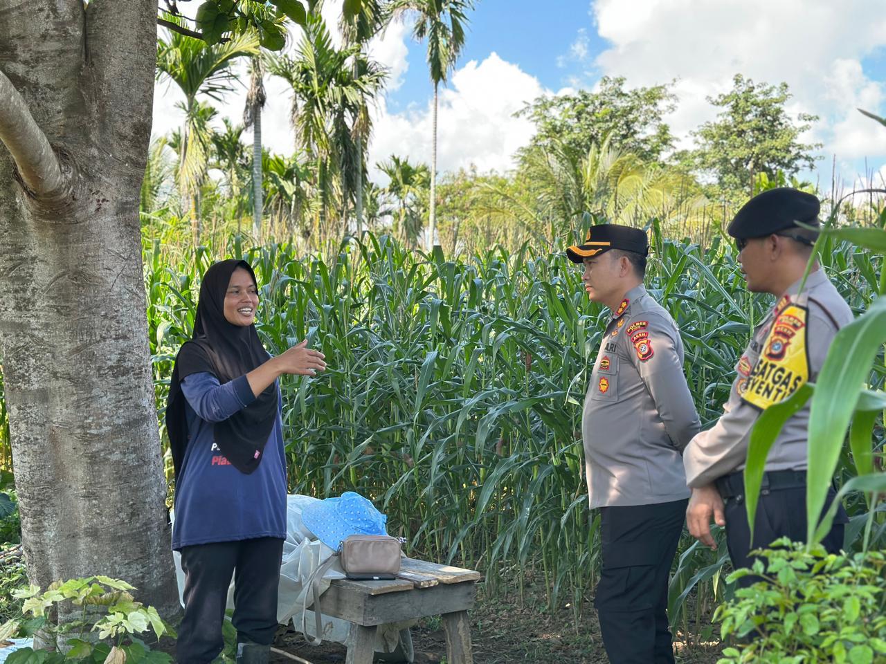 Kapolres Pidie Cek Perkembangan Lahan Jagung Binaan di Keumala
