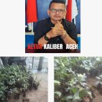 “Oknum Ketua DPRK Agara Diduga Ikut Bermain” Lsm KALIBER Desak Kejaksaan Agung RI, Lidik Proyek Pengadaan Bibit Kakao Desa Tahun 2025