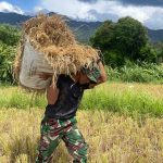 Semangat Kebersamaan, Personel Brigif TP 90/YGD Bantu Petani Panen Padi