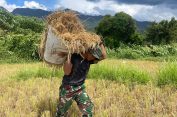 Semangat Kebersamaan, Personel Brigif TP 90/YGD Bantu Petani Panen Padi