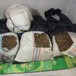 Polda Aceh Tangkap 50 Kg Ganja di Bireuen, Satu Terduga Pelaku Diamankan