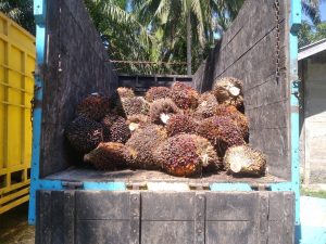 PT Ika Bina Agro Wisesa Tegaskan Tak Miliki HGU, Bahan Baku Sawit 100 Persen dari Kebun Masyarakat